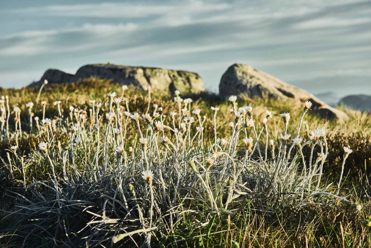 Billy buttons on Mt Stirling